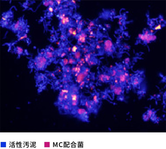 活性汚泥中で働くMC配合菌を蛍光染色により可視化